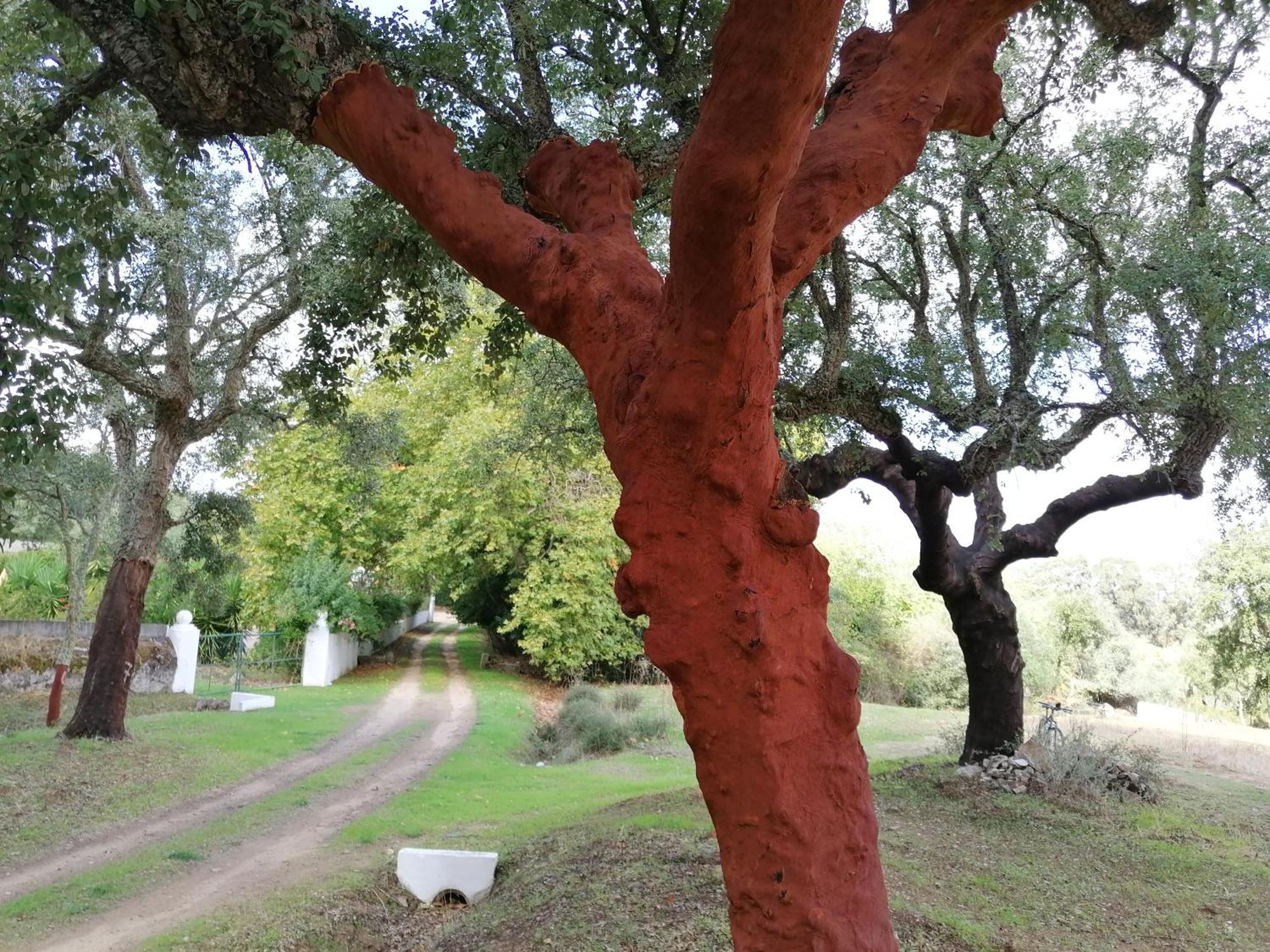 Monte Do Serrado De Baixo Évora Exteriér fotografie